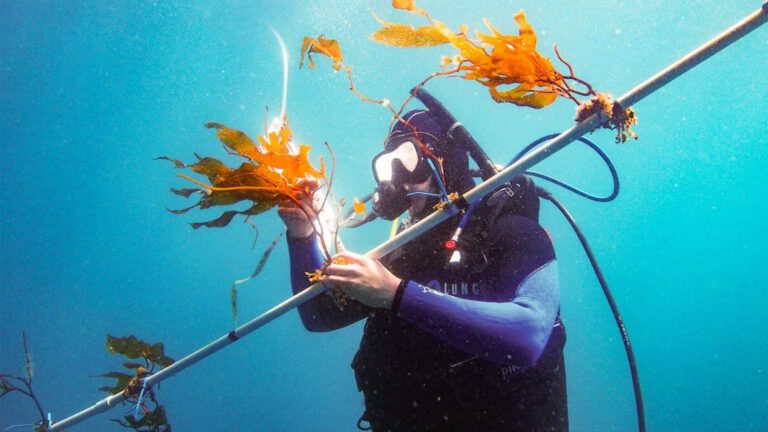 USC科学家可能已开启以海带作为主要生物燃料来源的大门