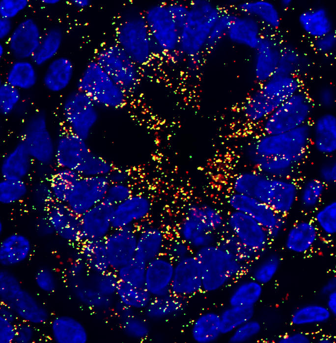 Broad基金会推动南加大及其他高校的多名干细胞科学家、工程师和医生精英齐心协作
