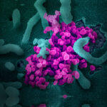 南加大研究重点转为应对新型冠状病毒危机-南加州大学中文官网